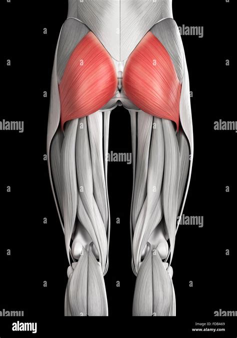 Buttocks - Find All Translations Of Buttocks In Russian Like Ягодицы, Ягодица And Many Others.