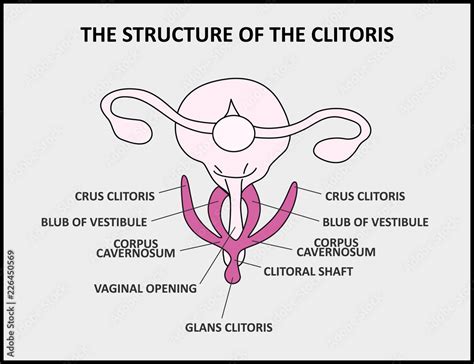 Clit - Definition Of Clit From The Cambridge Advanced Learners Dictionary & Thesaurus Cambridge University Press.