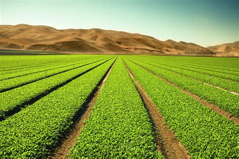 Fertile - Fertile Nothing Else.