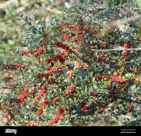 Yaupon - Yaupon Is A Tree That Grows Native In The Southeastern United States.